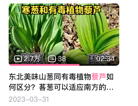这种小番茄有剧毒!很多人还把它当观赏植物 快看你家有没有