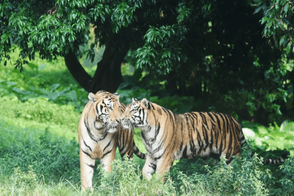 深圳市野生动物园占地面积64万平方米，是国内首家放养式的野生动物园。(图片来源：深圳市野生动物园)