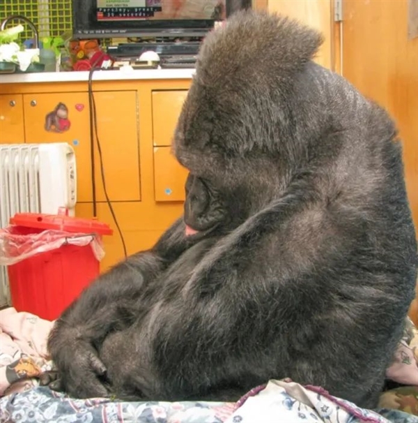 大猩猩学会手语 和喜剧演员成为好朋友：是真的吗?