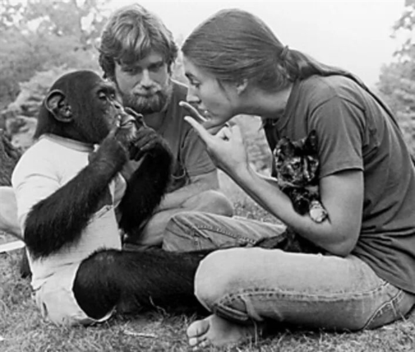 大猩猩学会手语 和喜剧演员成为好朋友：是真的吗?