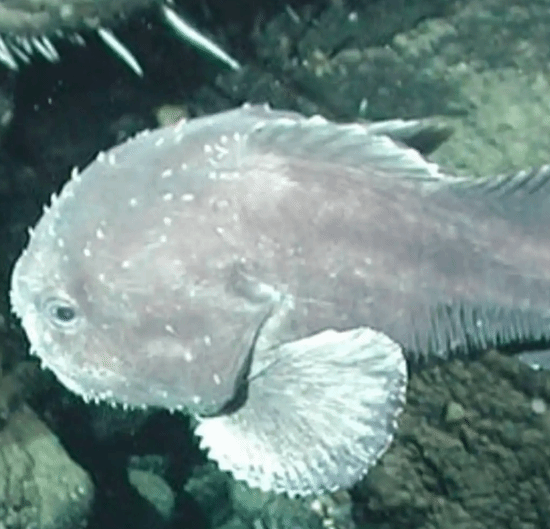 被称“世界最丑动物”的水滴鱼 当选新西兰年度鱼类