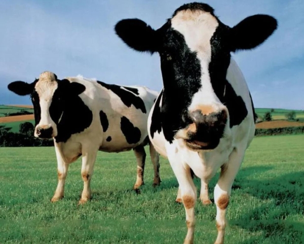 健康消费升级下的品牌突围：兰熊鲜奶以乌兰察布奶源开启“真鲜奶时代”