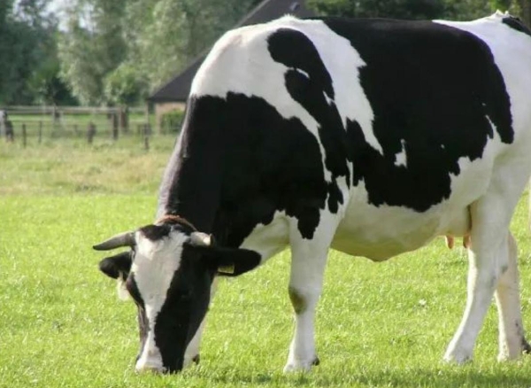 健康消费升级下的品牌突围：兰熊鲜奶以乌兰察布奶源开启“真鲜奶时代”