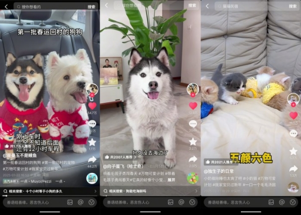 宠物内容IP进化之路——#万物可爱计划 以“健康溯源”重构萌宠新经济