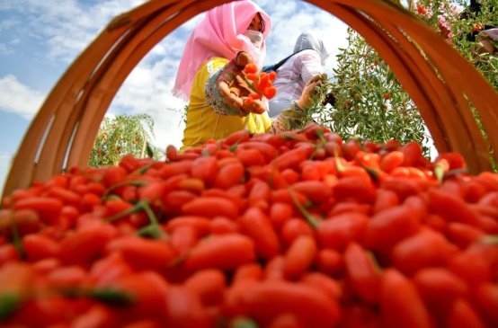 宁夏唯一！杞滋堂超微粉碎枸杞原浆荣膺国家工信部未来制造领域标志性产品