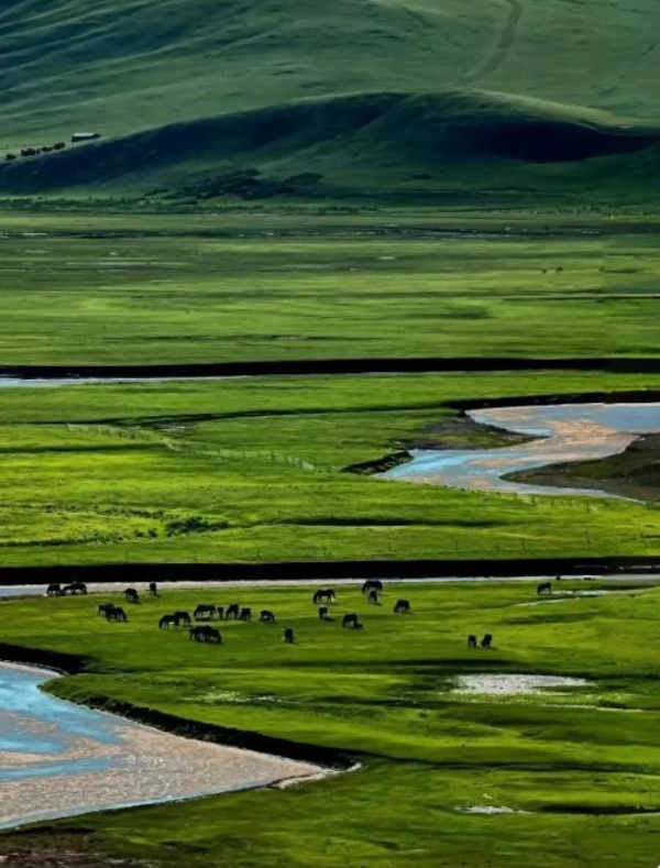 健康消费升级下的品牌突围：兰熊鲜奶以乌兰察布奶源开启“真鲜奶时代”