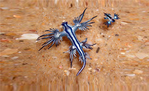 网友海边偶遇形似敖丙二叔生物：有毒、别摸！