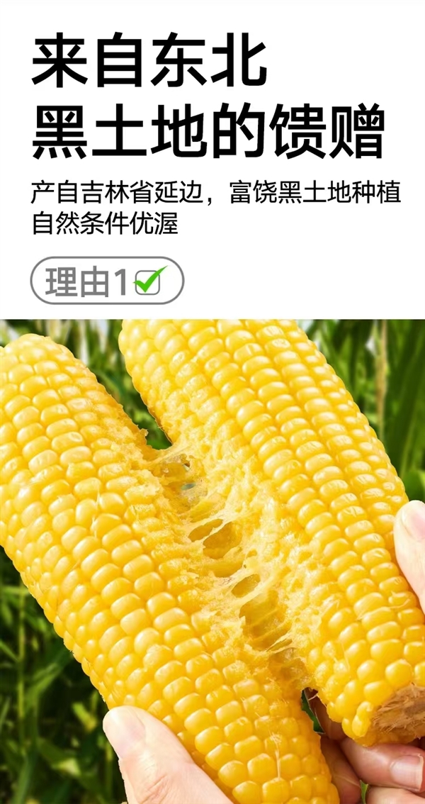 天猫超市自有品牌：喵满分东北黄糯玉米16元8穗嘎嘎香