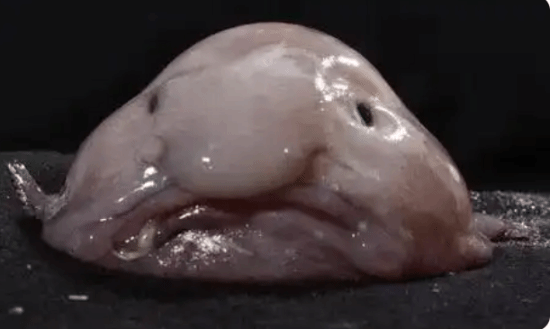 被称“世界最丑动物”的水滴鱼 当选新西兰年度鱼类