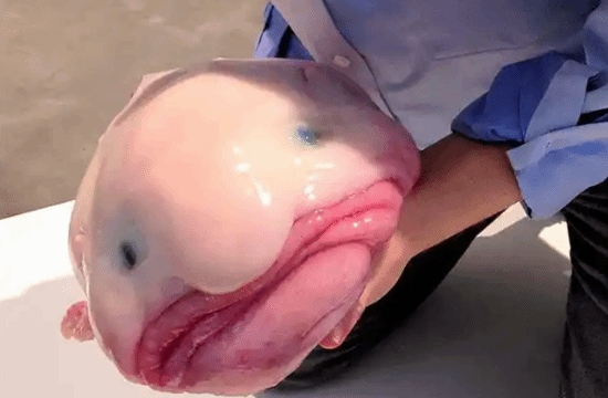 被称“世界最丑动物”的水滴鱼 当选新西兰年度鱼类