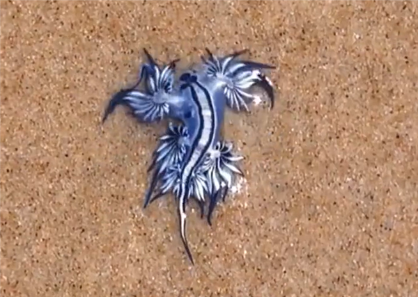 网友海边偶遇形似敖丙二叔生物：有毒、别摸！