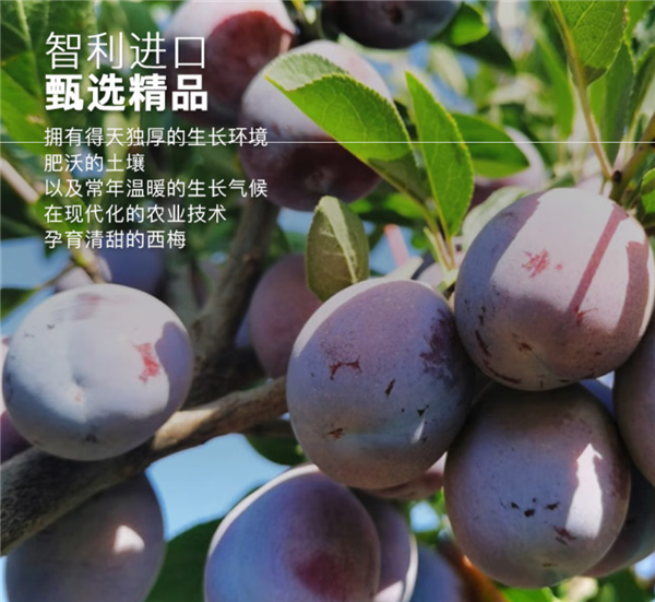 酸甜可口 京东智利进口西梅15.8元/斤再降价(2J级)
