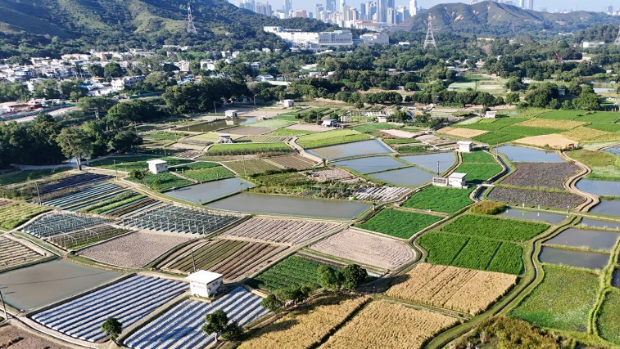 香港塱原自然生态公园开放！免费入场看200+种雀鸟/芦苇田