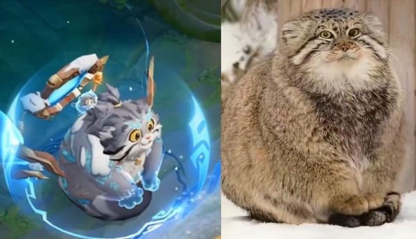 王者策划高原奇遇：追藏狐、捡牛粪，这届直播也太上头了 