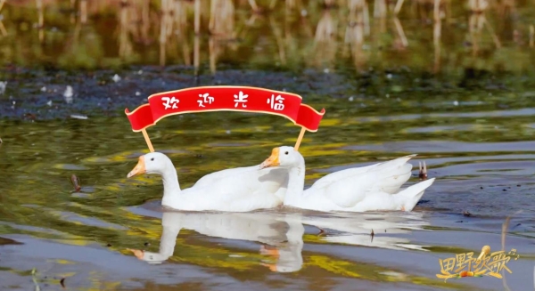 《田野欢歌》：打造乡村综艺新范式，奏响文旅融合最强音 