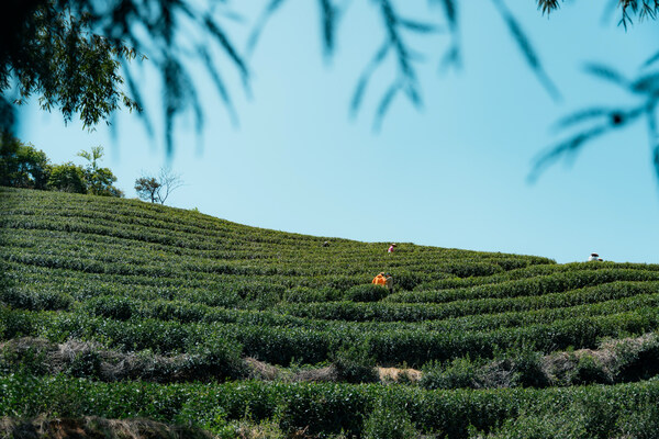 共赴春日好"食"光，宁海安岚解锁山野海潮的春季菜单 