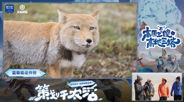 王者策划高原奇遇：追藏狐、捡牛粪，这届直播也太上头了 