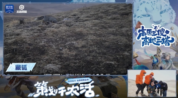 王者策划高原奇遇：追藏狐、捡牛粪，这届直播也太上头了 