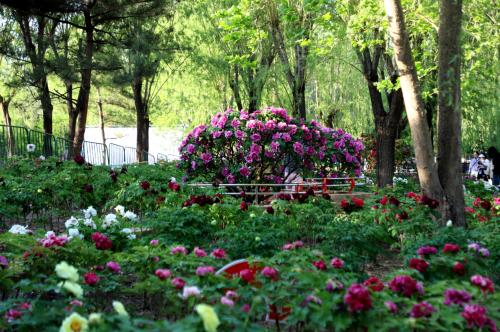 《太阳宫天姿牡丹节丨百年牡丹携珍品，限时共绽十日芳》 