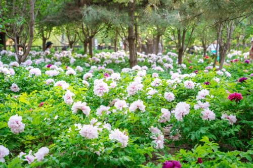 《太阳宫天姿牡丹节丨百年牡丹携珍品，限时共绽十日芳》 