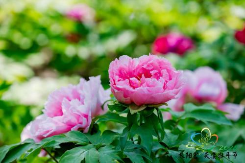 《太阳宫天姿牡丹节丨百年牡丹携珍品，限时共绽十日芳》 