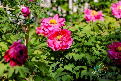 《太阳宫天姿牡丹节丨百年牡丹携珍品，限时共绽十日芳》 