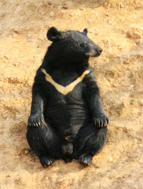 小心熊出没！国内一动物园一头黑熊逃离：至今仍未找到