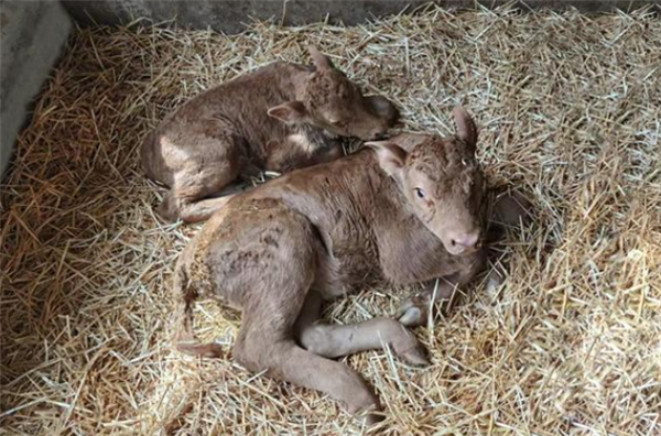 国内首次！吉林农业大学利用体细胞克隆技术成功繁育延边牛