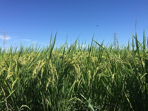 我国将“稻米造血”变成现实！有望解决人血清白蛋白供应不足