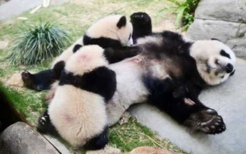 海洋公园大熊猫家姐细佬“官方名”公开，期间限定8折入场