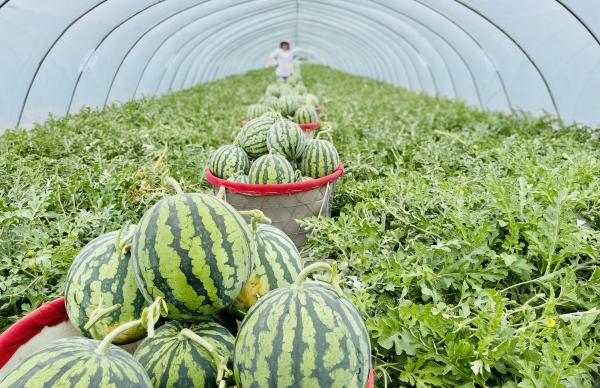 钱大妈直采麒麟瓜，农户种出甜日子