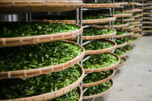  一个冷知识：梅雨季来了，如何把控好茶空间湿度？