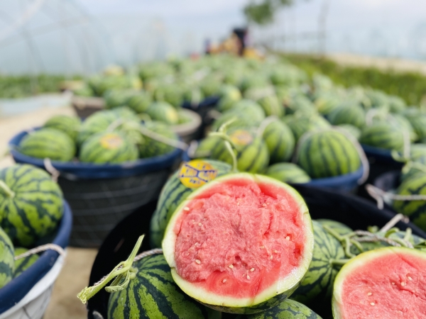 钱大妈直采麒麟瓜，农户种出甜日子