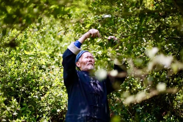 乌蒙茶香溢京华！“太极古茶”产品发布推介会成功举办 