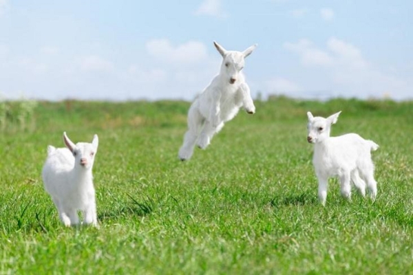 登上婴儿抗过敏奶粉排行榜，佳贝艾特悦白凭何赢取家长青睐？ 