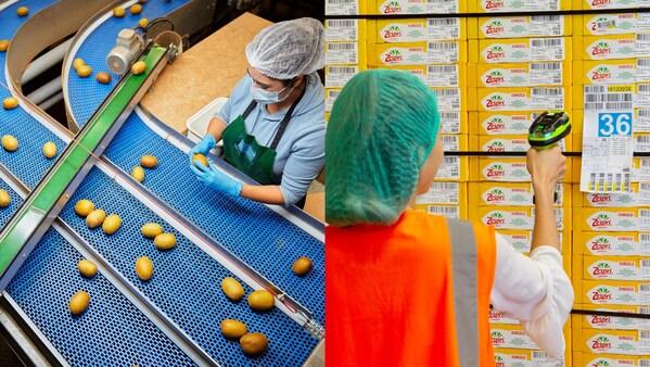 佳沛携专家走进新西兰：破局"隐性饥饿"，探秘奇异果如何引领水果营养"金"未来