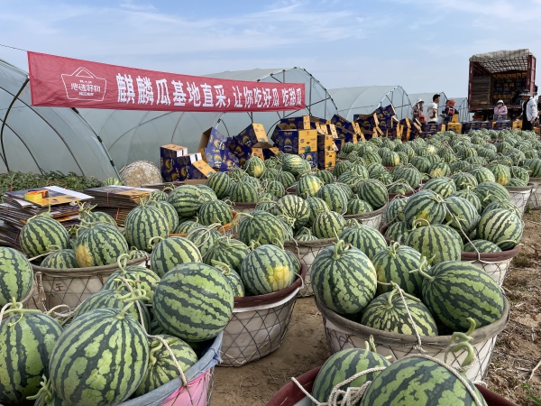 钱大妈直采麒麟瓜，农户种出甜日子