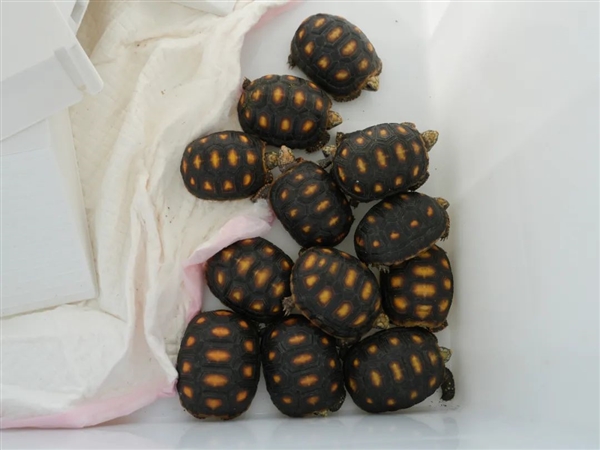 女子紧身裤里藏30只活体龟入境：均为濒危物种