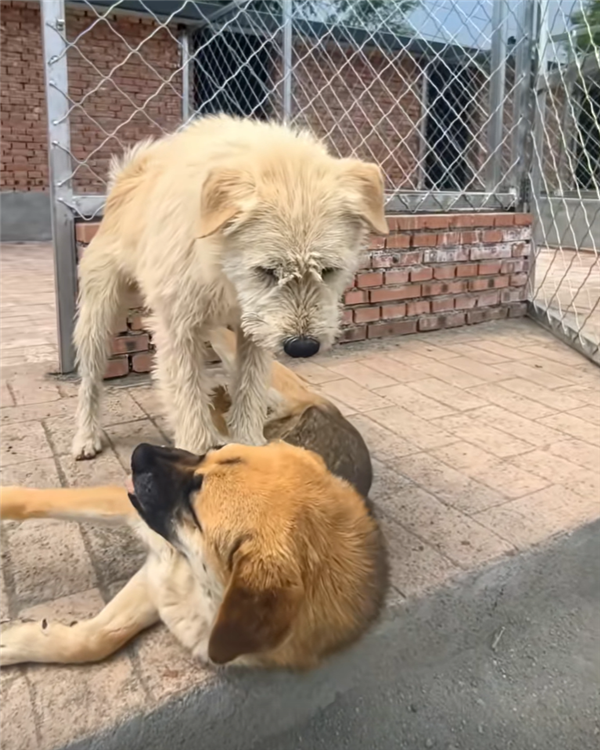 中国下司犬外网爆火 被称为中国狗王!老外真人模仿经典一幕