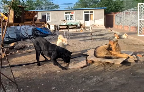中国下司犬外网爆火 被称为中国狗王!老外真人模仿经典一幕