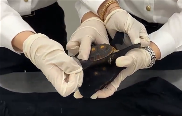 女子紧身裤里藏30只活体龟入境：均为濒危物种