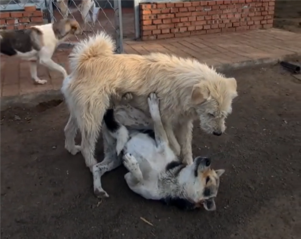 中国下司犬外网爆火 被称为中国狗王!老外真人模仿经典一幕
