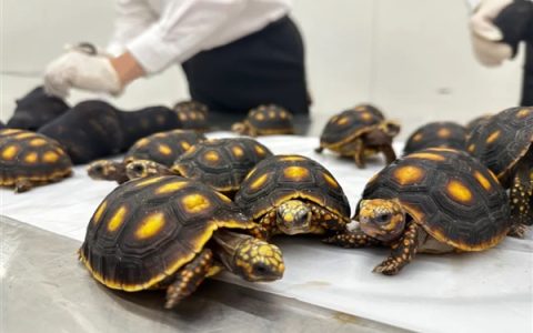 女子紧身裤里藏30只活体龟入境：均为濒危物种