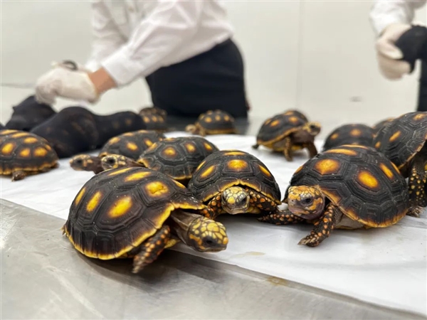 女子紧身裤里藏30只活体龟入境：均为濒危物种