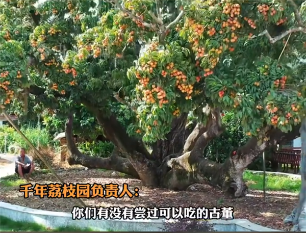 活了上千年!杨贵妃同款最爱荔枝 曾卖1颗99元 京东1元起拍整树果实