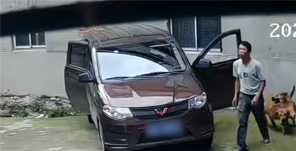 4只狗跑进五菱车内 “开车”撞墙后还有两声喇叭提醒