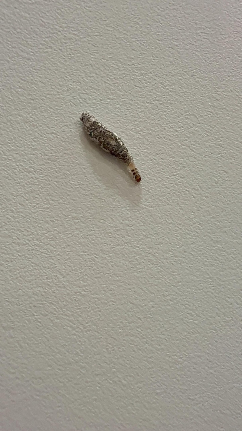 衣蛾幼虫，通常藏在丝质袋状物或网状物内，有时会从丝袋中爬出。