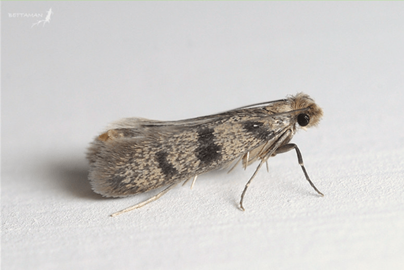 成虫为浅黄色的飞虫，翼展约9至16毫米。