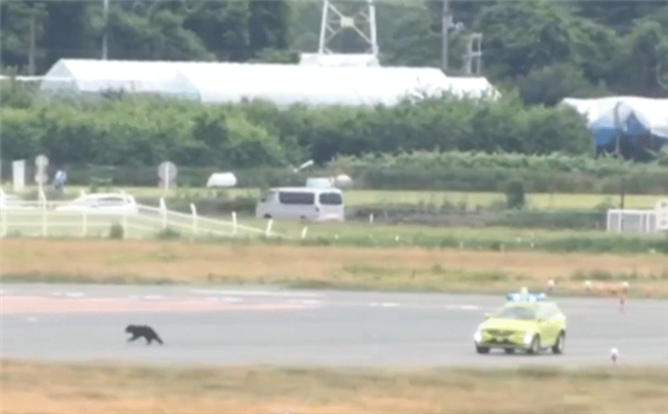 日本频繁上演“熊出没” 新干线列车撞熊停运40分钟