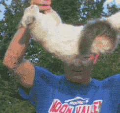 猫咪16楼掉落竟毫发无伤 网友：只剩8条命了